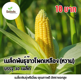 เมล็ดพันธุ์ข้าวโพดเหลืองหวาน บรรจุ 30 เมล็ด/ซอง