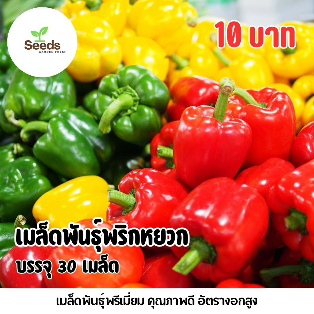 เมล็ดพันธุ์พริกหยวก พริกหวานสามสี บรรจุ 30 เมล็ด/ซอง