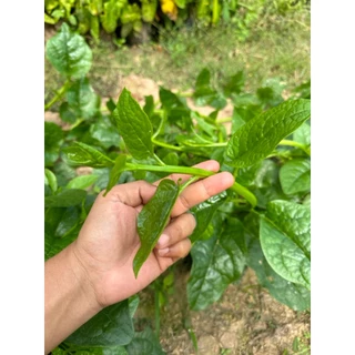 เมล็ดพันธ์ุ ผักปลัง ผักปลังเขียว 30-70 เมล็ด เป็นพืชเลื้อย ยอดดก ใบอ่อนกรอบ รสชาติดี [10 แถม 1 คละได้]