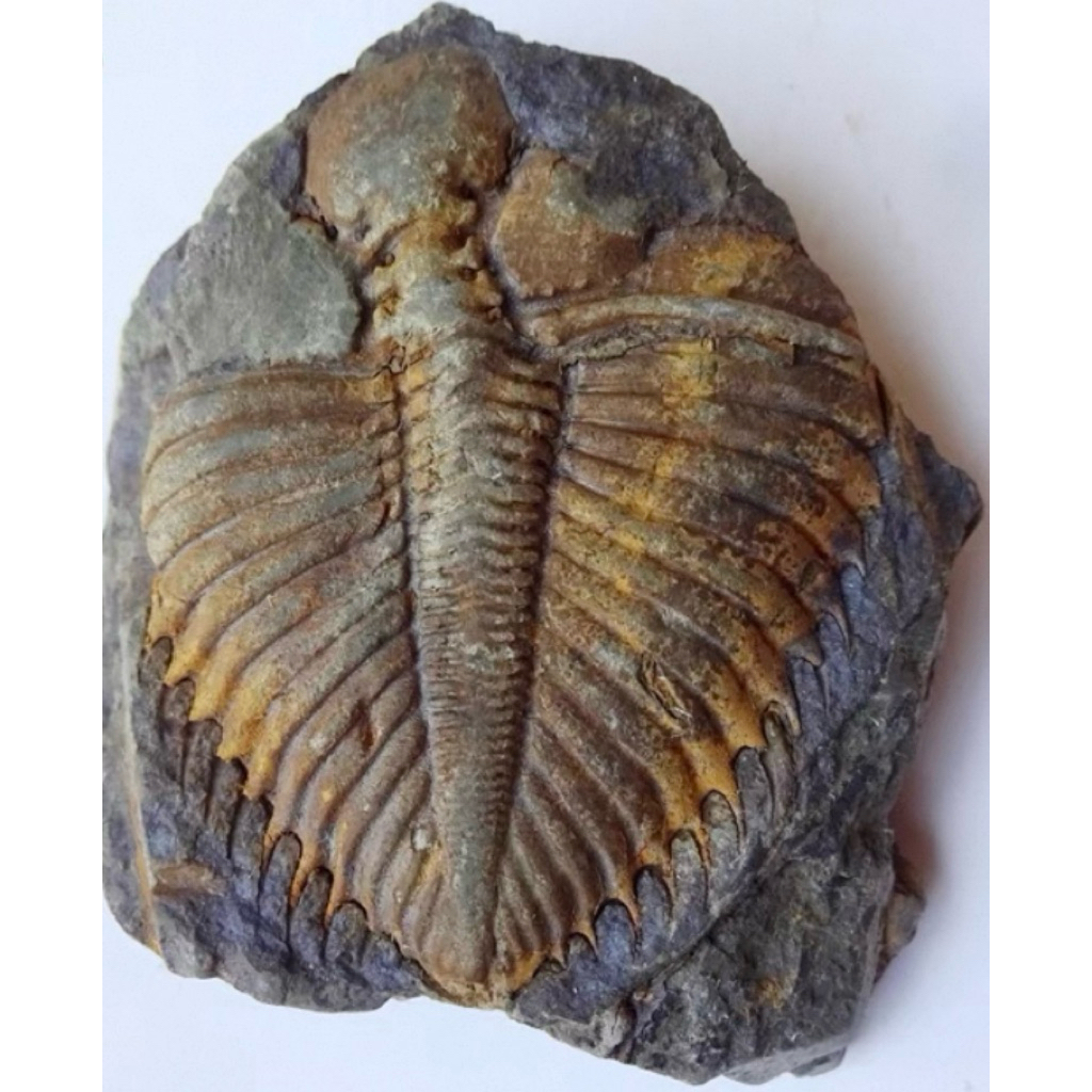 🪨 ไทรโลไบต์ (Trilobite Fossil) – ซากดึกดำบรรพ์กว่า 500 ล้านปี ของสะสมหายาก สำหรับผู้รักประวัติศาสตร์