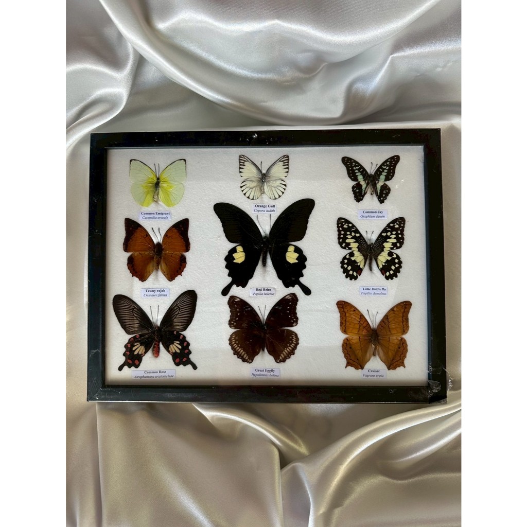 รวมผีเสื้อสต๊าฟ // A set of 9 mounted butterflies