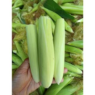 ข้าวโพดฝักอ่อน ขนาด 1 Kg. / 3 Kg. ข้าวโพดแอ้ พร้อมเปลือก อ่อ…
