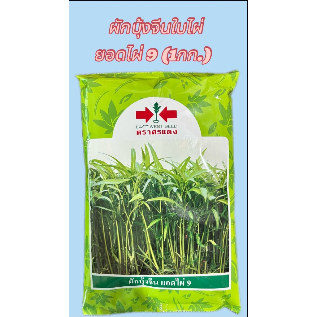 ผักบุ้งจีน ใบไผ่ ยอดไผ่9 ศรแดง 1กก.