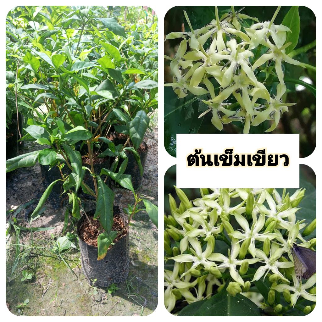 ต้นเข็มเขียว เข็มเขียว บุหงารำไป