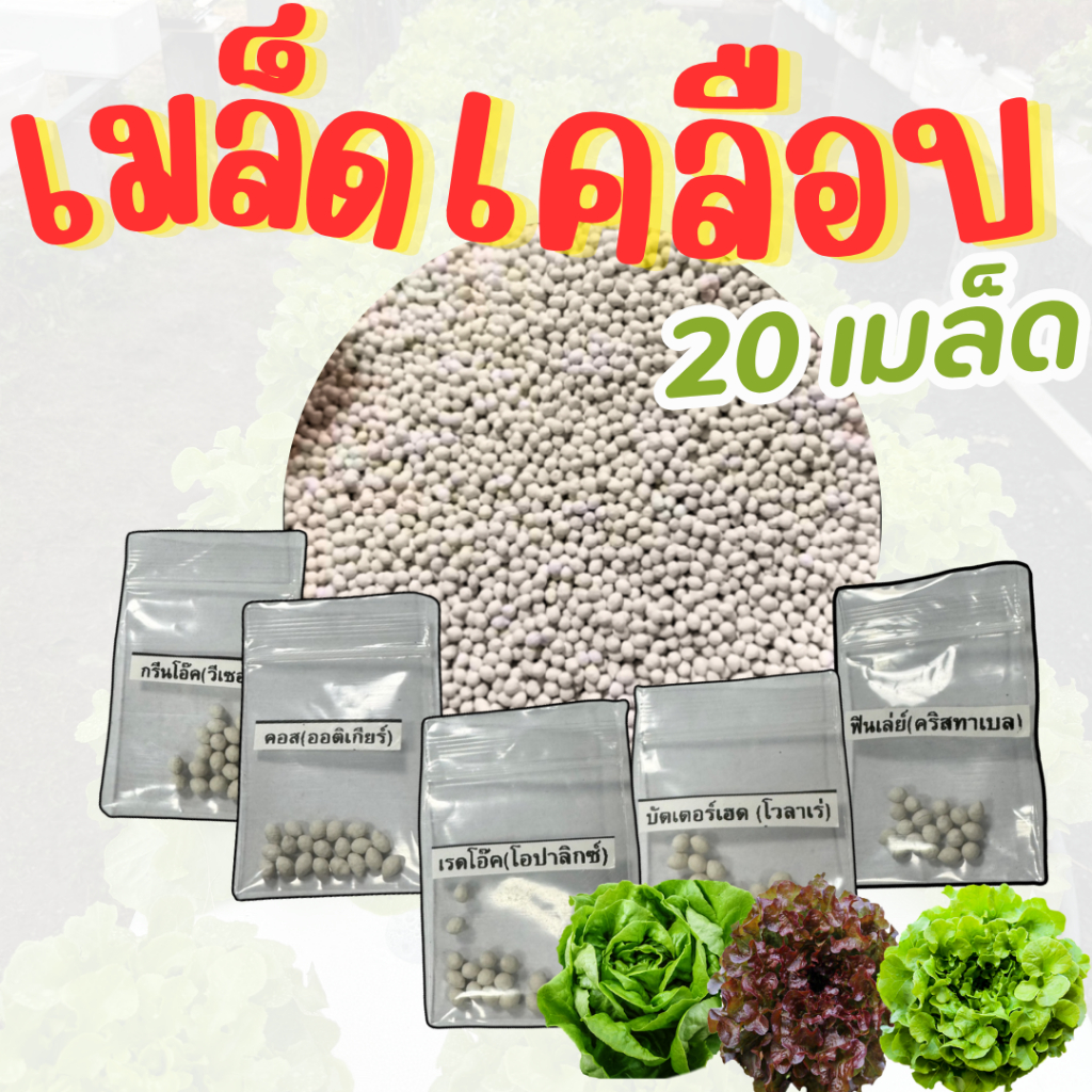 เมล็ดเคลือบ [20 เมล็ด] เมล็ดผักสลัดเคลือบ อัตราการงอกสูง กรีนโอ๊ค เรดโอ๊ค คอส บัตเตอร์เฮด ฟินเล