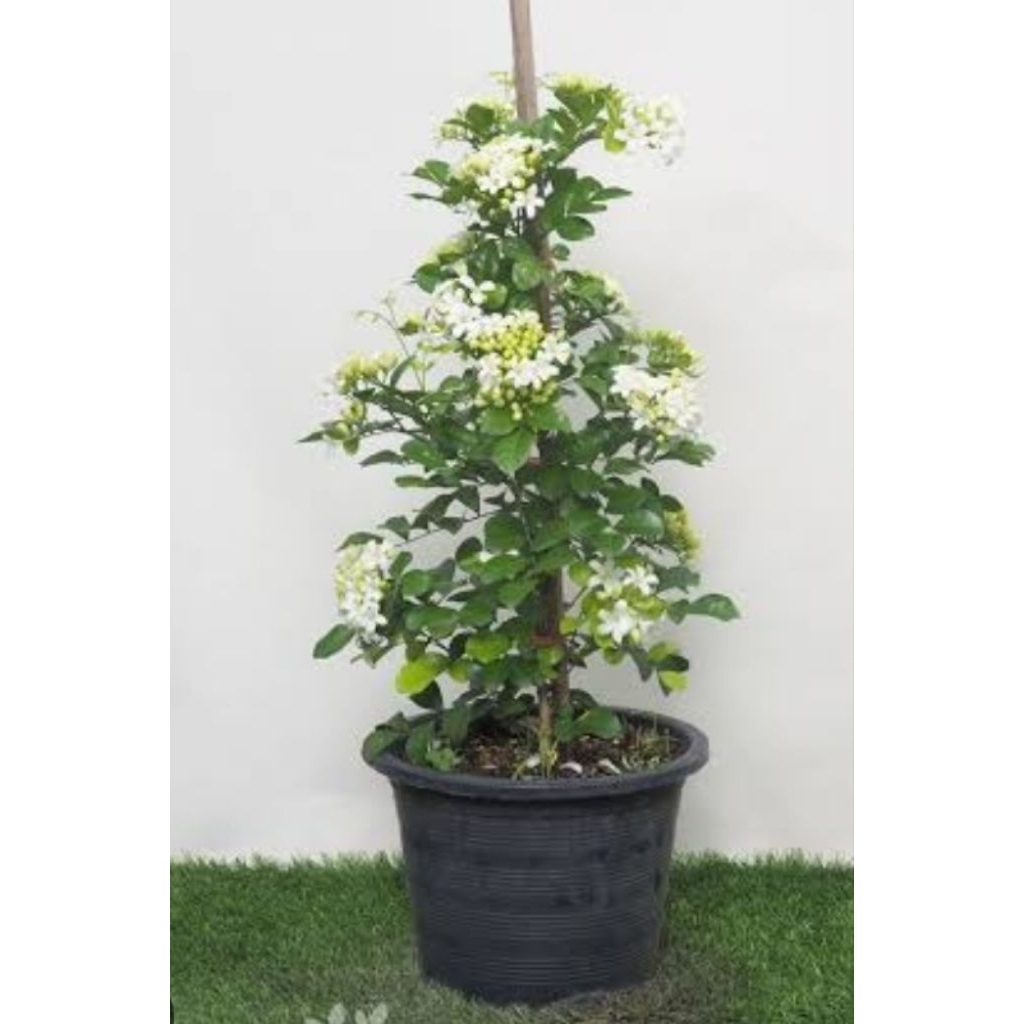 แก้วพวงดวงใจ ดอกมีกลิ่นหอม ส่งพร้อมกระถาง11นิ้วส่งใด้4กระถ่างต่อ1ออเดอร์ครับ - รูปที่ 3