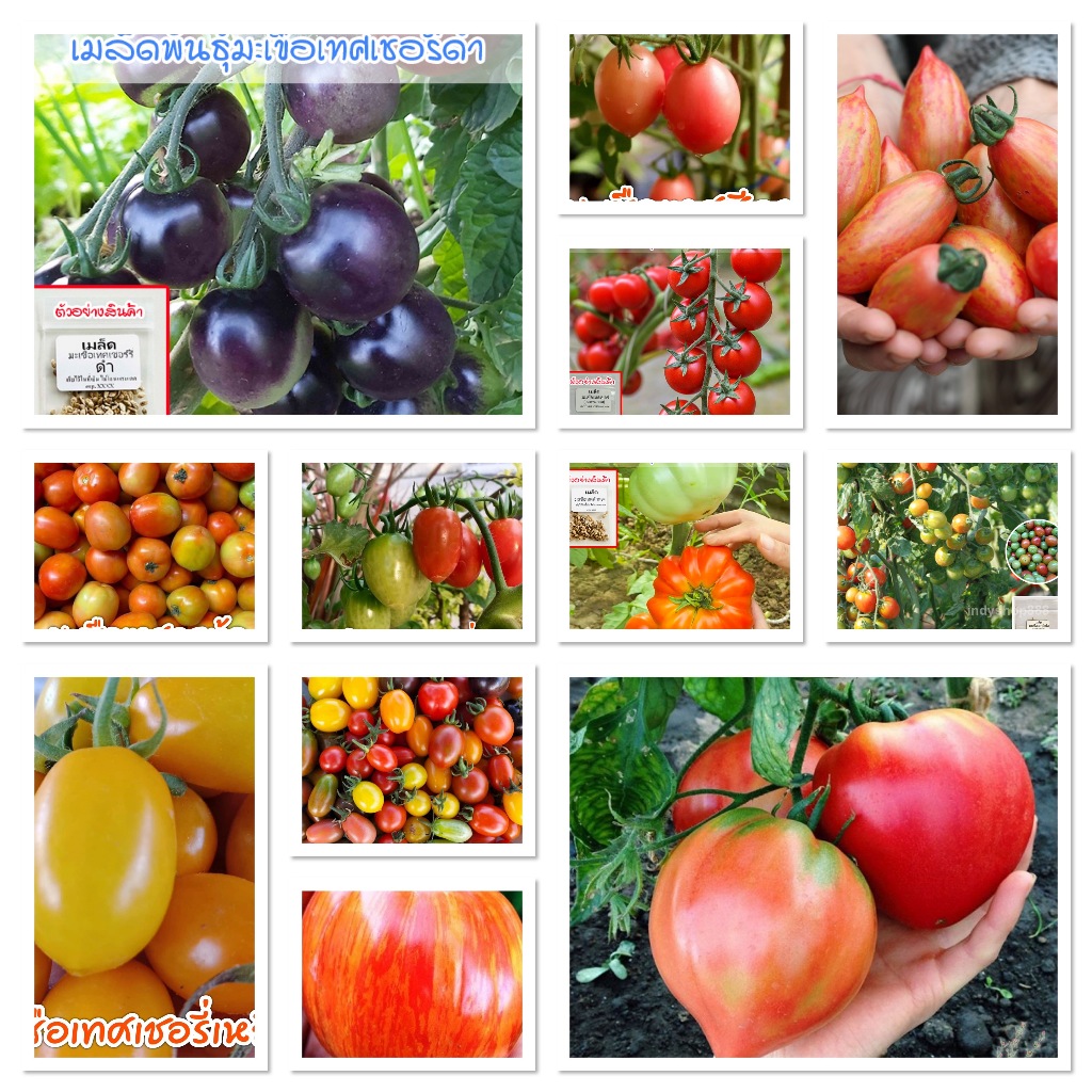 เมล็ดพันธุ์มะเขือเทศทุกสายพันธุ์ 8-50 เมล็ด 🌱 อัตรางอกดี 🍅 ผลดก สีสวย รสชาติดี เชอรี่ หัวใจ ลายเสือ (10 แถม 1 คละได้)