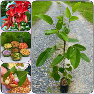 ต้นทองหลางกินใบ ทองหลางน้ำ (สูง 100-120cm) ผักสมุนไพรพื้นบ้า…