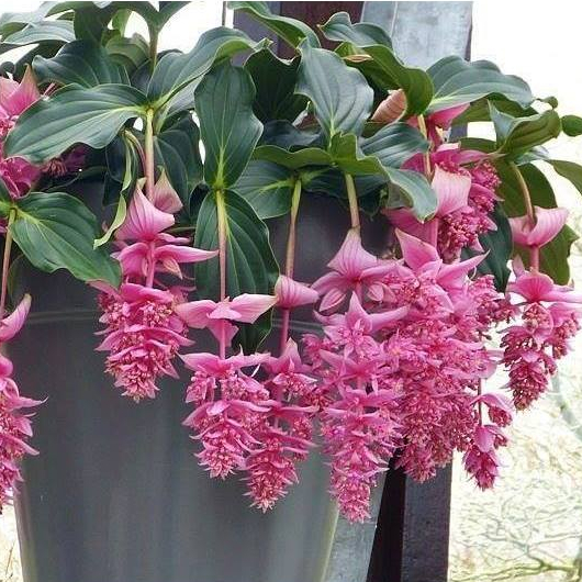 ไข่มุกอันดามัน Malaysian Orchid, Malaysian Grapes