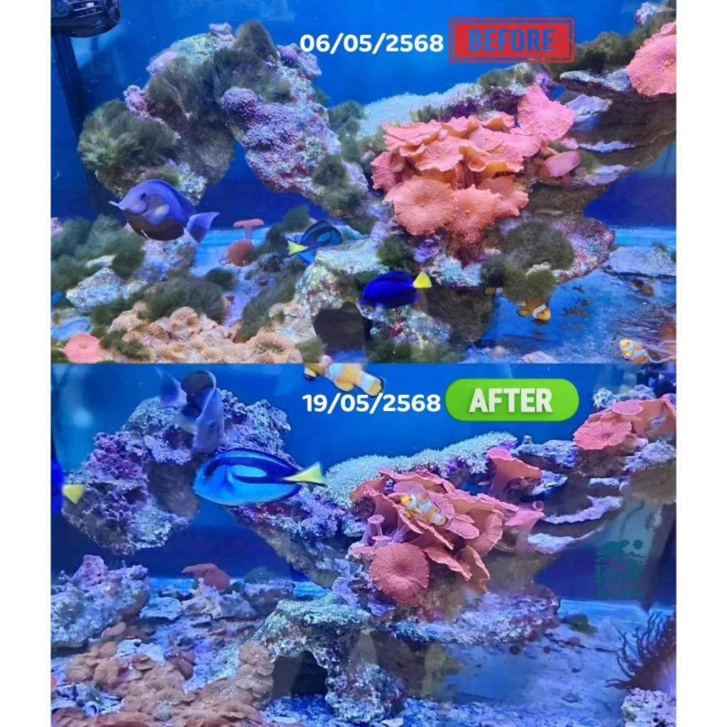 Remove Algae น้ำยากำจัดตระไคร่ สำหรับตู้ปลาทะเล thumbnail 7