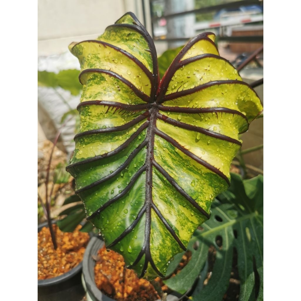 ฟาโรห์ด่าง Colocasia Pharaoh's Mask Variegated
