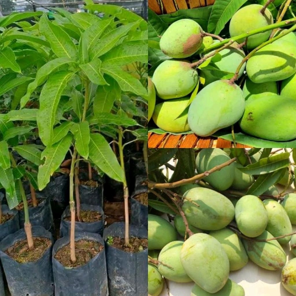 ต้นมะม่วงสามฤดู (เสียบยอด) สูง60-70cm. เปรี้ยวจัด ฉ่ำน้ำ กรอบอร่อย