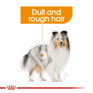 ROYAL CANIN MINI COAT CARE 3KG อาหารเม็ดสูตรบำรุงขนและผิวหนัง 3 KG