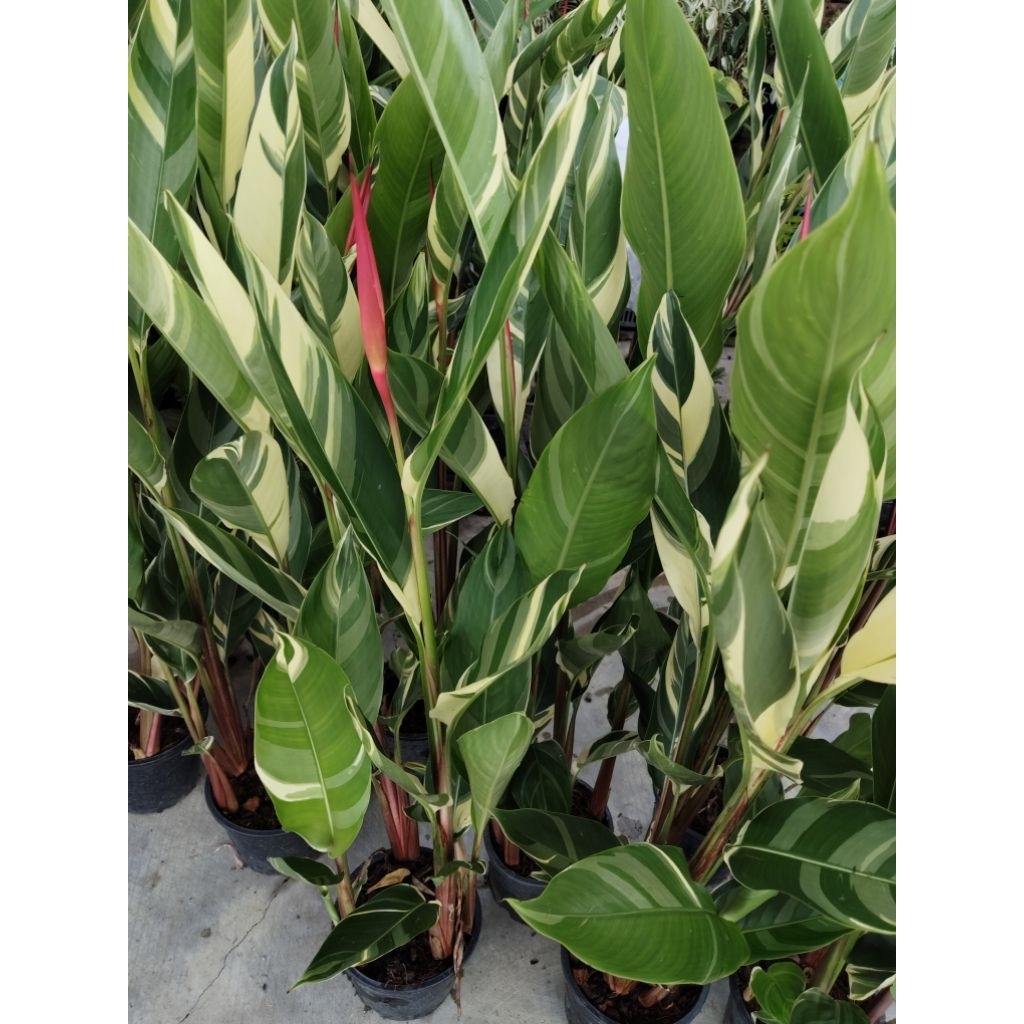 Bird of paradise variegated ต้นปักษาสวรรค์ ด่างหรือ "เบิร์ด ออฟ พาราไดซ์ ด่าง