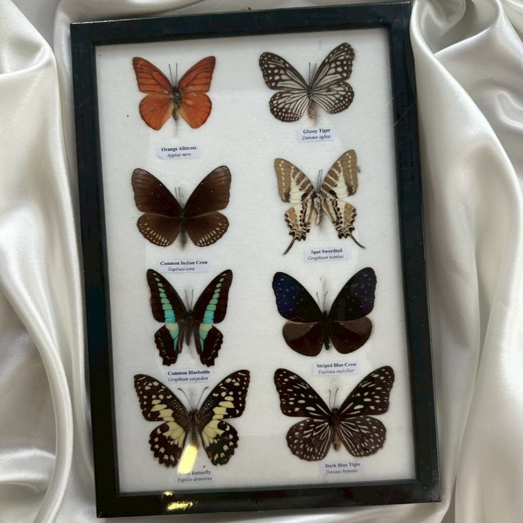 รวมผีเสื้อสต๊าฟ 8 ตัว // A set of 8 mounted butterflies