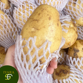 🥔 มันฝรั่งสด มันฝรั่งนอก ลูกใหญ่ ยกกล่อง9.5-10กิโลกรัม 🥔
