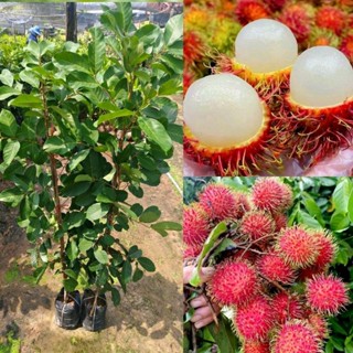 ต้นเงาะโรงเรียนนาสาร (ทาบกิ่ง) สูง80-100ซม. ผลดก เนื้อหนา รส…