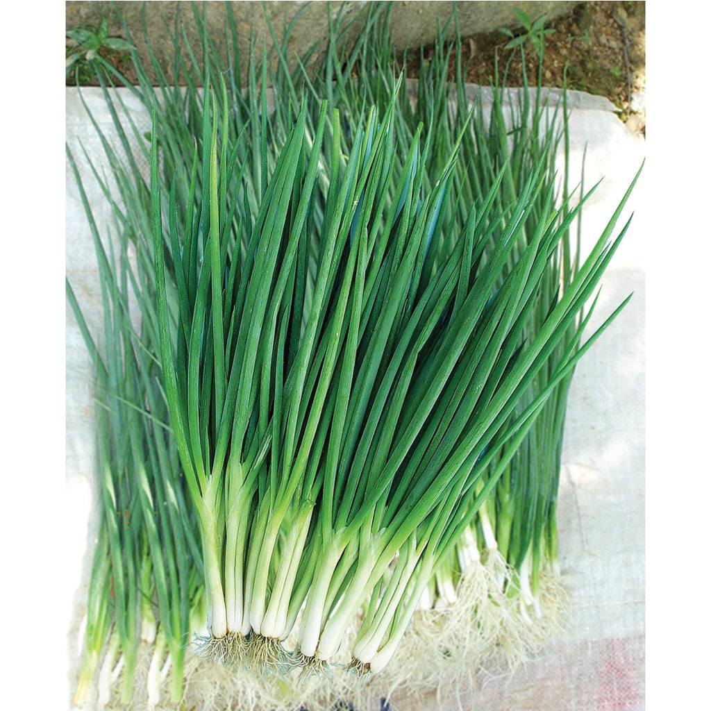 เมล็ดพันธุ์ต้นหอม 100-150 เมล็ด ดูแลง่าย ใช้น้ำน้อย[ ซื้อ10 เเถม 1 คละได้  ]