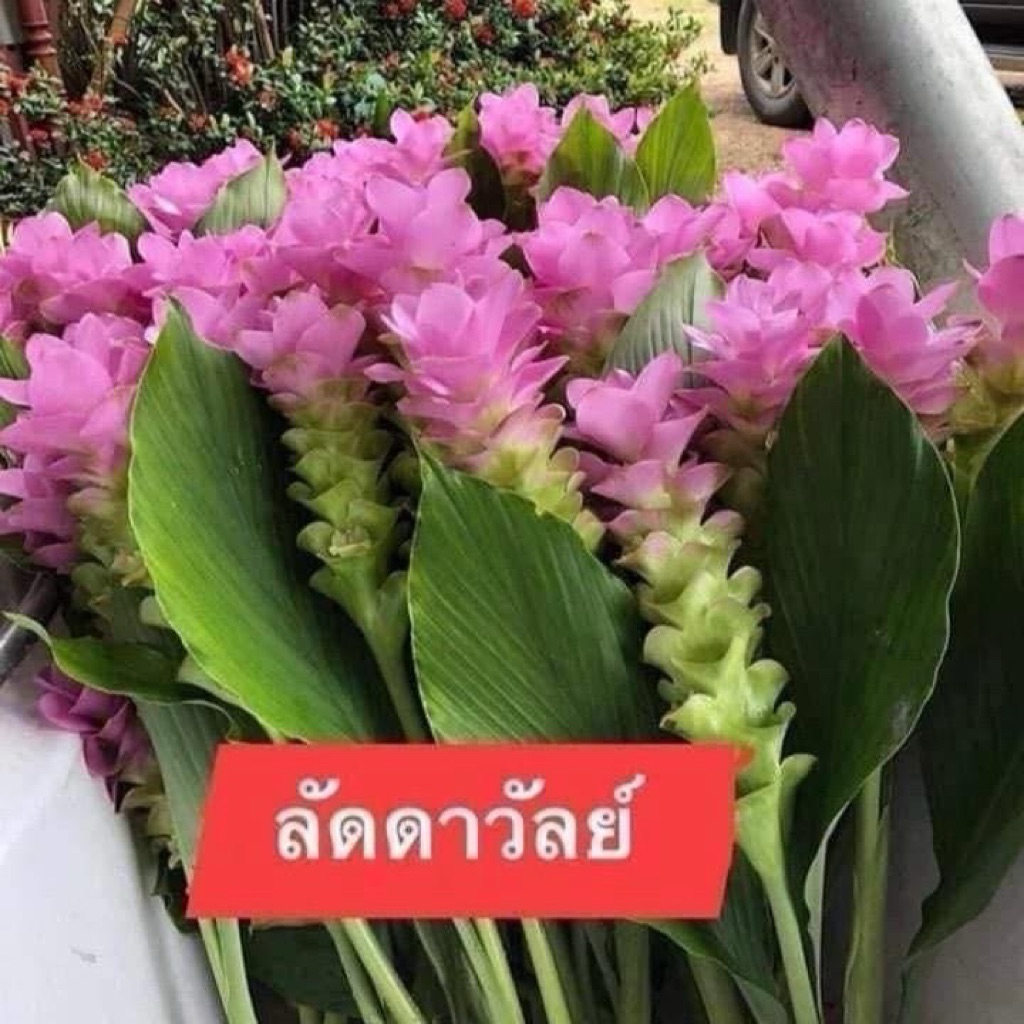 หัวพันธุ์กระเจียวปทุมมา ลัดดาวัลย์ 3หัว 100บาท ส่งแบบหัว เมื่อออกดอกจะเป็นสีชมพูหวานให้ดอกสวยงาม