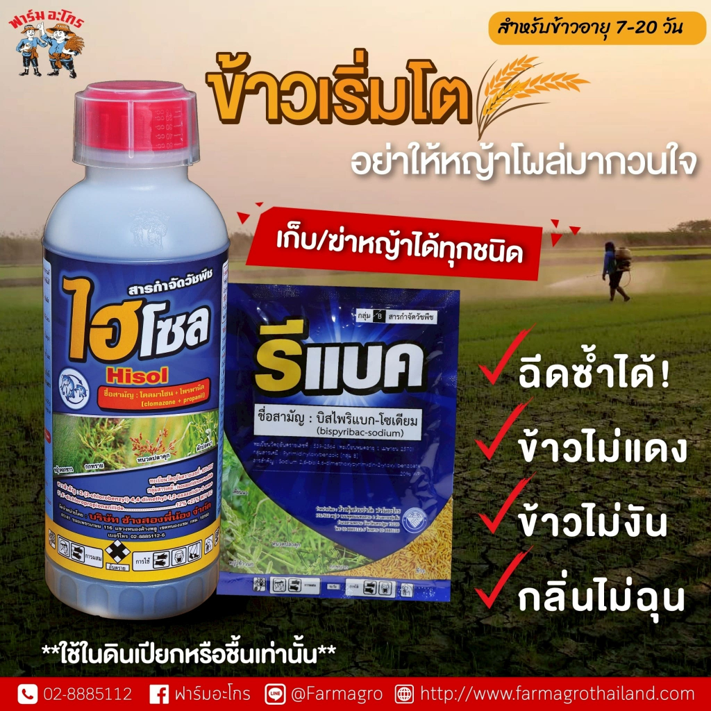 ไฮโซล + รีแบค คุม/กำจัดหญ้า ในข้าวอายุ 7-20วัน