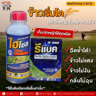 ไฮโซล + รีแบค คุม/กำจัดหญ้า ในข้าวอายุ 7-20วัน