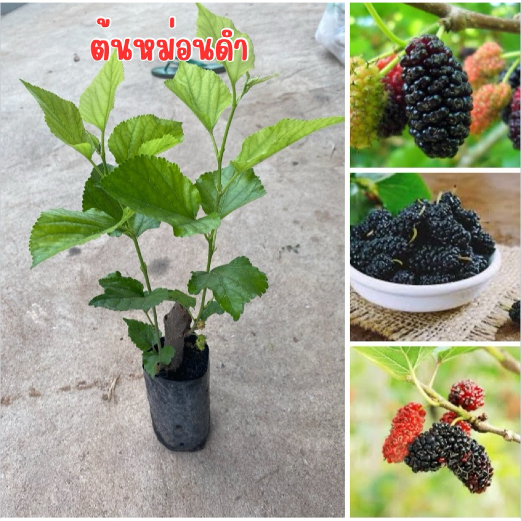 ต้นหม่อนดำ 4 ต้น 80 บาทพร้อมส่ง