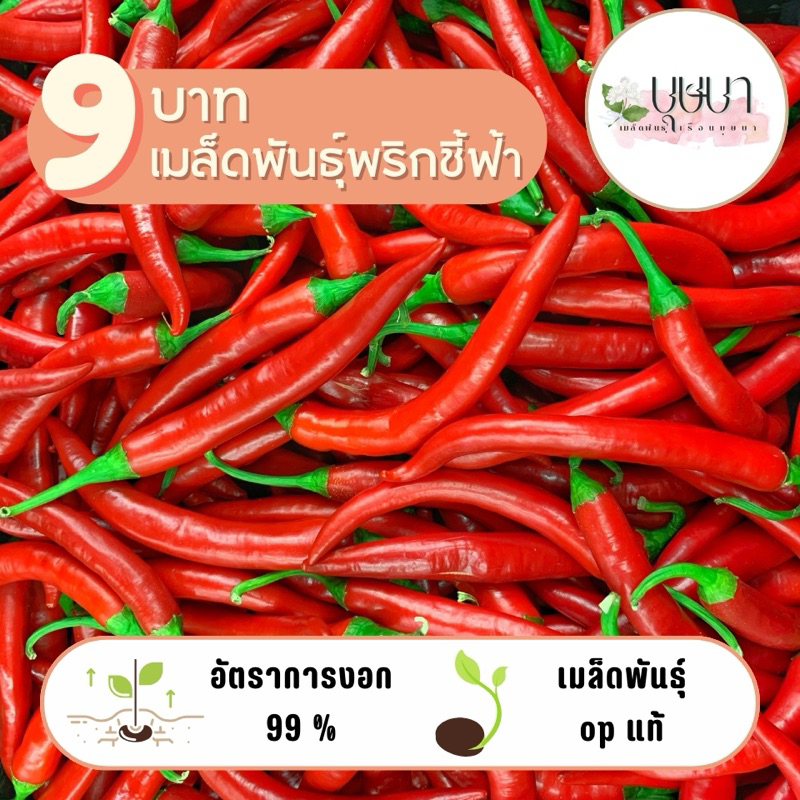 พริกชี้ฟ้า 9 บาท 300 เมล็ด