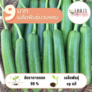 เมล็ดพันธุ์บวบหอม 9บาท 20เมล็ด