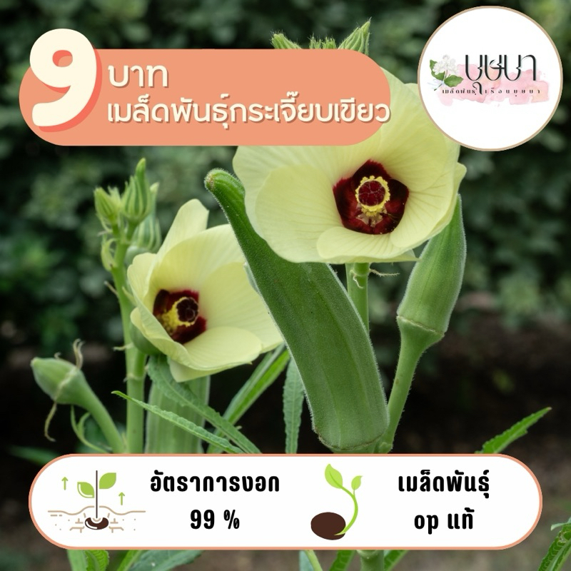 เมล็ดพันธุ์กระเจี๊ยบเขียว 9บาท 50เมล็ด