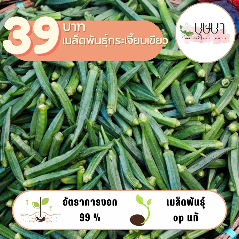 เมล็ดพันธุ์กระเจี๊ยบเขียว 39บาท 200เมล็ด