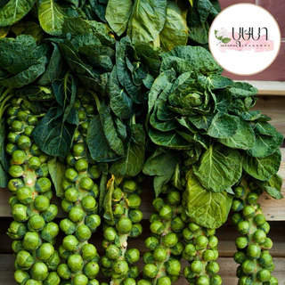 เมล็ดพันธุ์กระหล่ำปลีดาว 39บาท 250เมล็ด