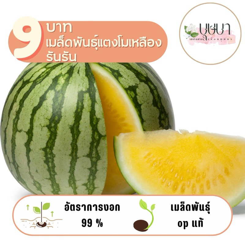 เมล็ดพันธุ์แตงโมเหลืองรันรัน 9บาท 5เมล็ด