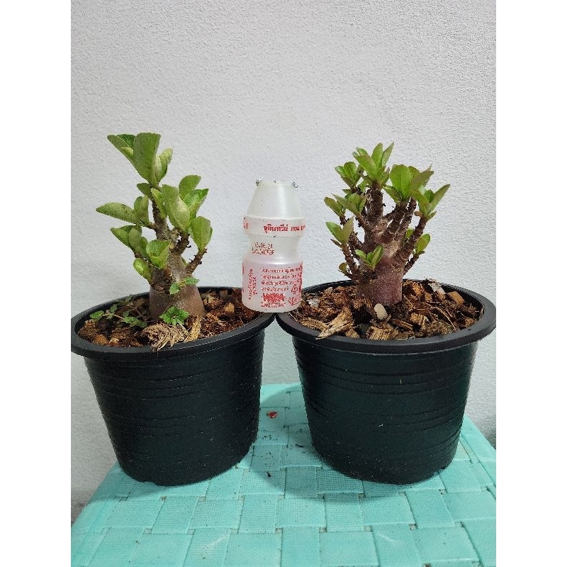 ต้นชวนชมพันธุ์ DDC+กาละแมร์ สายพันธุ์อราบิคั่ม (Arabicum) ดอกสีชมพู - รูปที่ 4