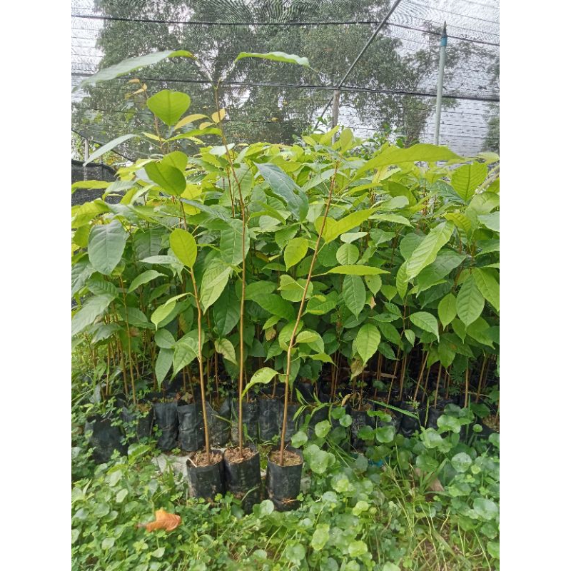 ต้นมะฮอกกานี ขนาด 30-60 ซม.