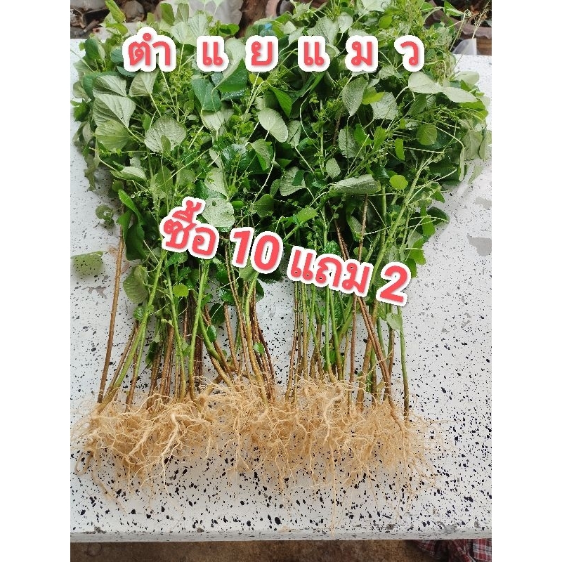40แถม10 ตำแยแมว ถอนสด ไ้ร้สาร