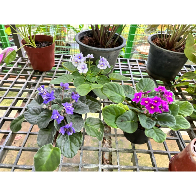 รอบ2/1/26แอฟริกันไวโอเล็ต #African Violet  ต้นไม้นำเข้าออกดอกบ่อย ราคา ถูกที่สุด ดีลบีเคเค แกลเลอรีภาพที่ 5