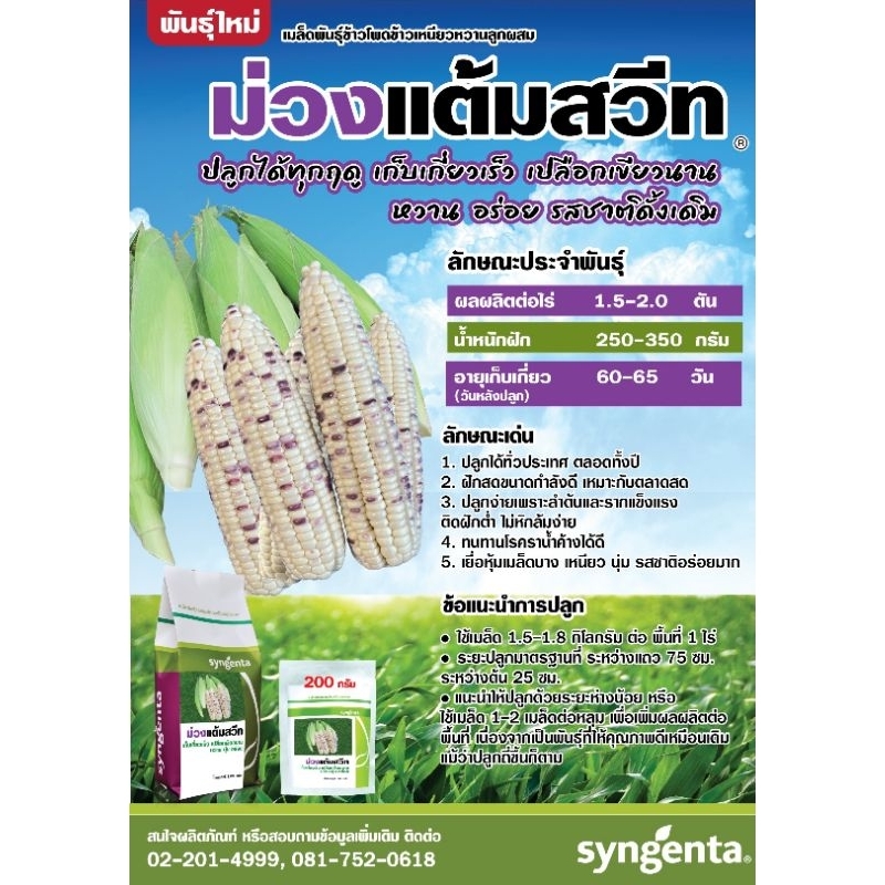 เมล็ดพันธุ์ข้าวโพด ม่วงแต้มสวีท ขนาด 200กรัม และ 1,000กรัม