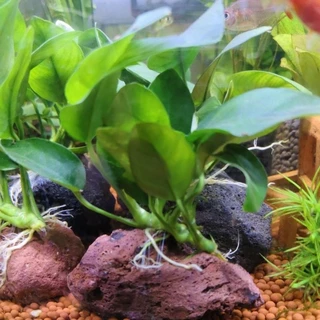 ต้นไม้น้ำ ต้นอนูเบียส ผูกหินภูเขาไฟ ทนเลี้ยงง่าย ช่วยเรื่องน้ำใส 🌱🌱