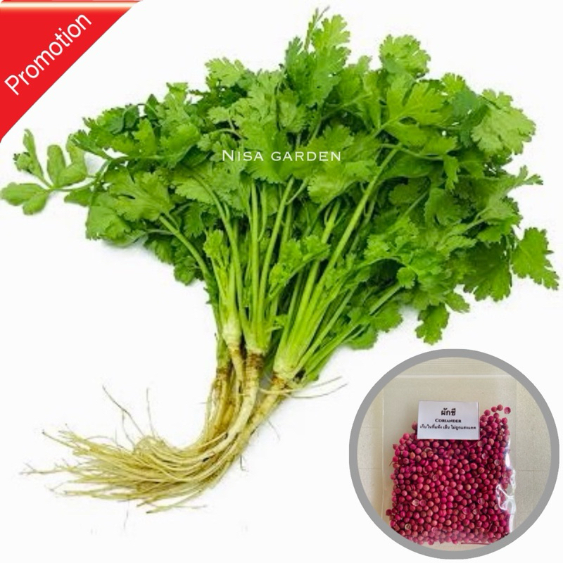 เมล็ดผักชี 10 กรัม ห่อใหญ่ได้เยอะ งอกดีมาก ผักชีไทย   ซื้อ 5 แถมฟรี 1