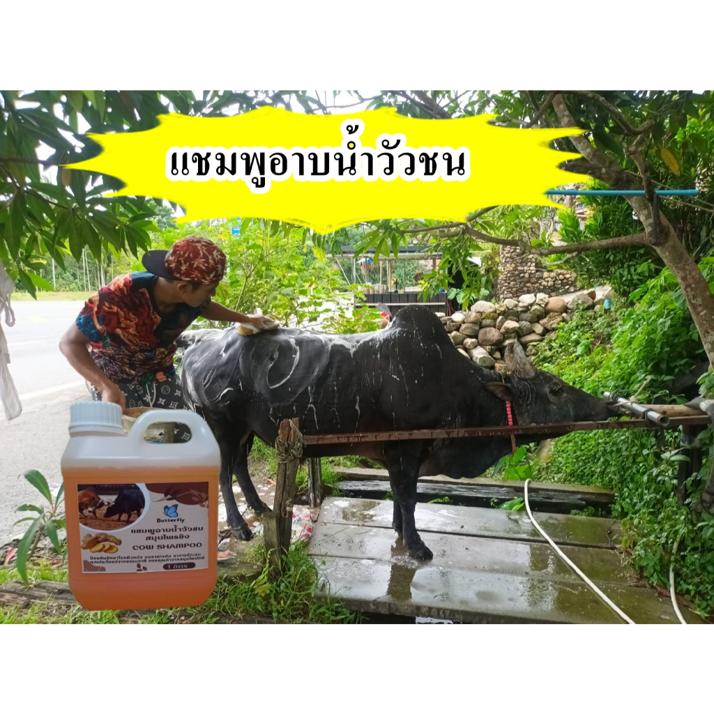 แชมพูอาบน้ำวัวชน  ควาย ม้า แพะ แกะ ผลิตจากขิง กลิ้นหอมขิงธรรมชาติ ใช้ได้กับสัตว์เลี้ยงทุกชนิด