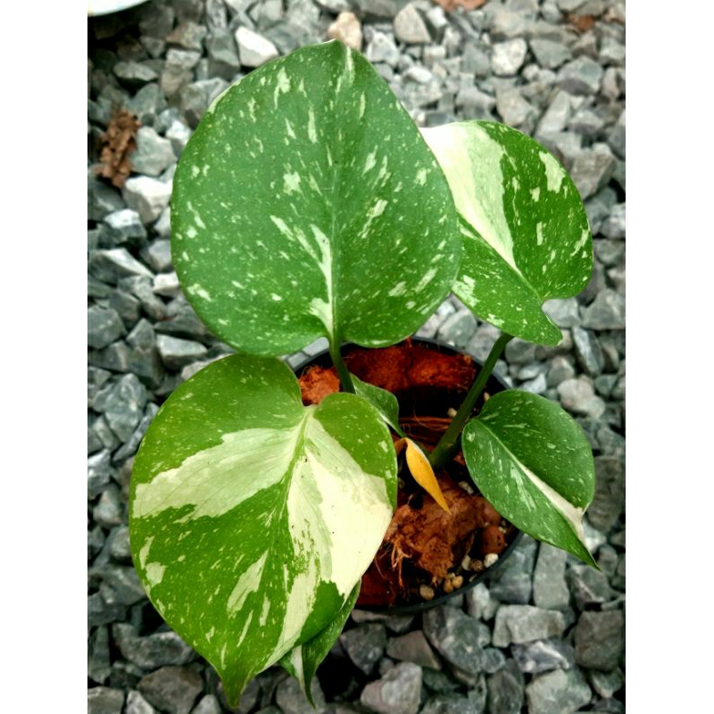 NAPLr monstera thai constellation มอนสเตอร่าไทคอน 4 นิ้ว