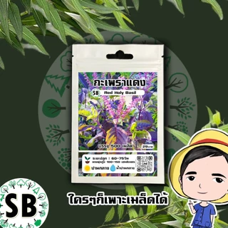 กะเพราแดง 500 เมล็ด 🔥โปรโมชั่น [ซื้อ 2 แถม 1ซอง]