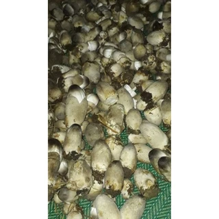 ก้อนเชื้อเห็ดฟาง 10 แถม 2 พร้อมคู่มือ + อาหารเห็ด 3 ชนิดครบชุด