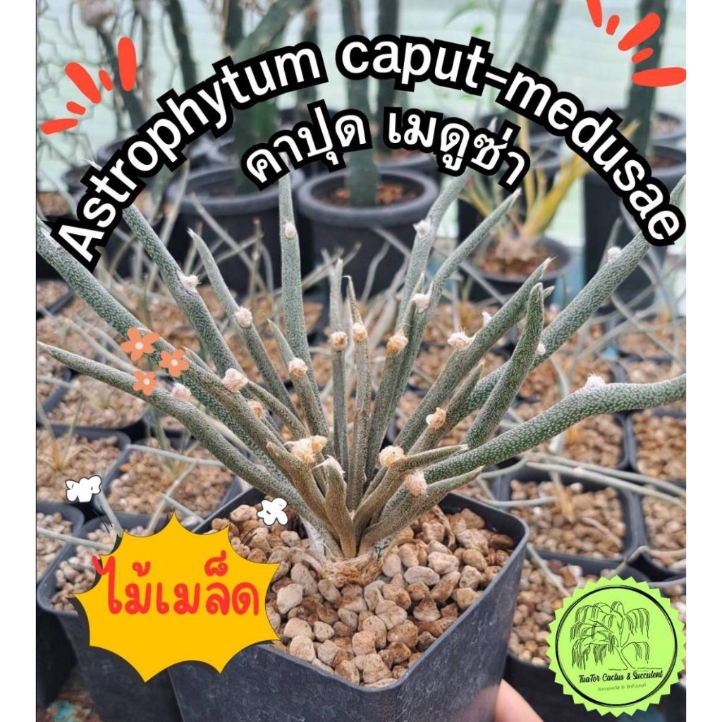 คาปุด เมดูซ่า Astrophytum caput-medusae ไม้เมล็ด (อยู่ในกระถาง 4 นิ้ว)