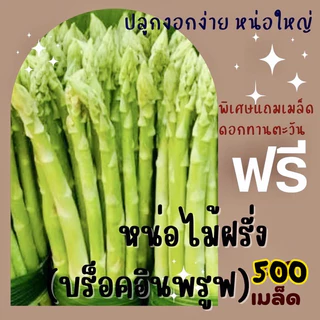 เมล็ดพันธ์ุ หน่อไม้ฝรั่งพันธุ์บร็อคอินพรูฟ 500เมล็ด(Asparagus Brock's Improved) หน่อไม้ฝรั่ง