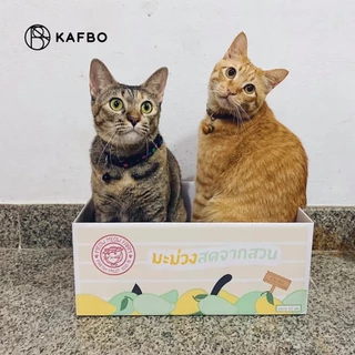 KAFBO Cat box - กล่องมะม่วง กล่องลังแมว บ้านแมว ที่ลับเล็บแมว ที่ฝนเล็บแมว