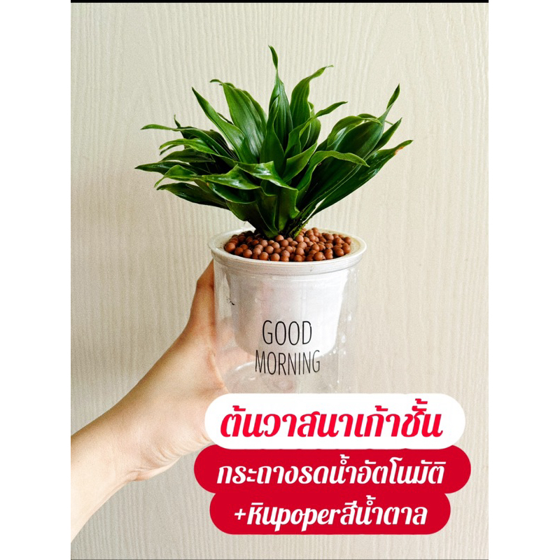 ต้นวาสนา9 ชั้น+กระถางรดน้ำอัตโนมัติ+หินสี poper+แถมปุ๋ยออสโมโค้ท