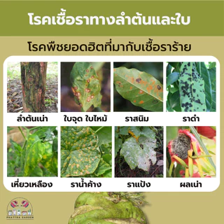 ไตรโคเดอร์มา 10kg ราคาส่ง กำจัดเชื้อราโรคพืชได้มากถึง 31ชนิด