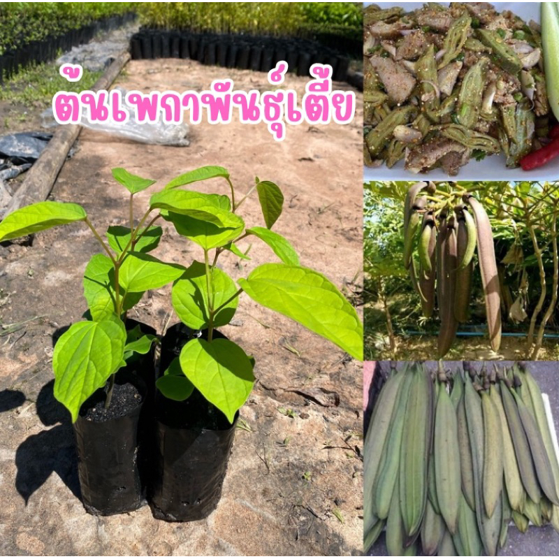 🌳ต้นเพกาเตี้ยหรือลิ้นฟ้าพันธุ์เตี้ย (ชุด4ต้น80)ฝักมีขนาดใหญ่ และยาวมาก มีดอกติดฝักเร็ว ติดฝักดก