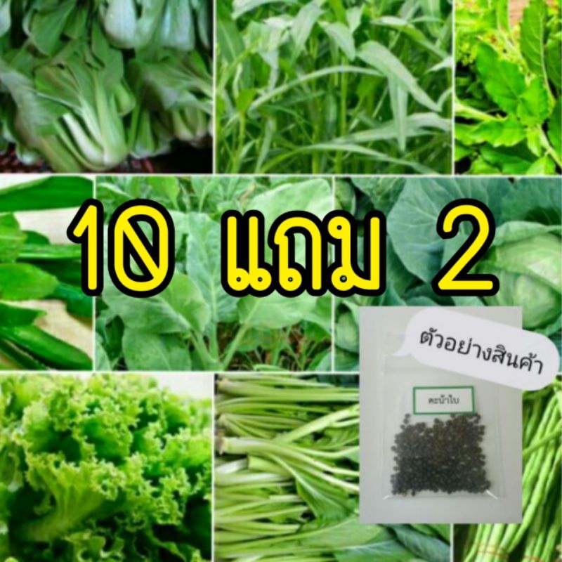 🌱เมล็ดพันธุ์ผัก บรรจุซองซิป🌱 ซื้อ 10 แถม 2 คละได้ 💥 เลือกของแถมได้ คิดถึงเมล็ดผัก คิดถึง skinsun